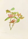Loranthus Adamsii