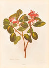 Loranthus Colensoi