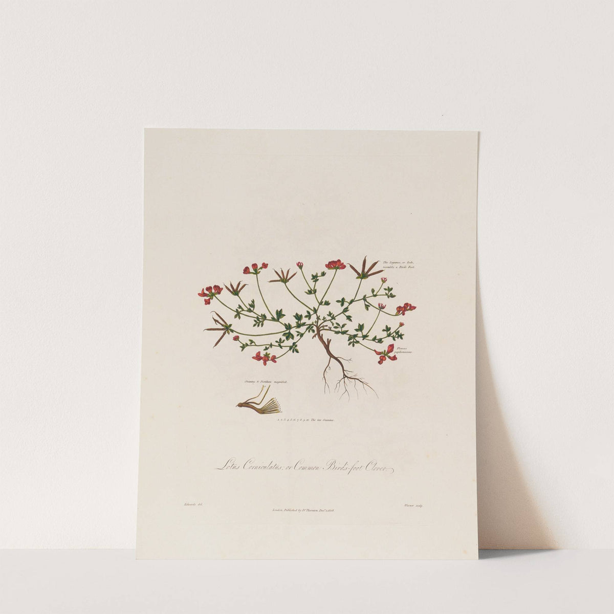 Lotus Corniculatus ; or Common Bird’s-fot Clover (1799–1810) by Robert John Thornton