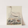 Louisiana Heron, Pied Oyster-catcher, Hooping Crane, and Long-billed Curlew by John G. Warnicke