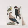 Louisiana Tanager, Clark&#039;s Crow, Lewis&#039; Woodpecker by Alexander Lawson
