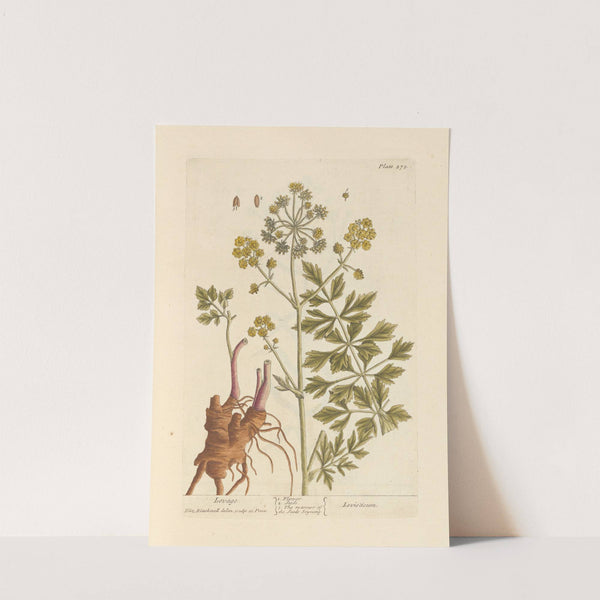 Lovage by Elizabeth Blackwell