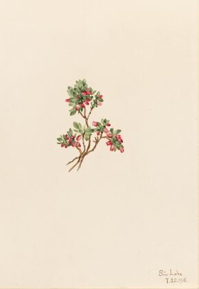 Umbrella Tree (Magnolia tripetala) (1932)