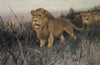 Löwen In Verbrannter Steppe (Lions In A Burnt Steppe)