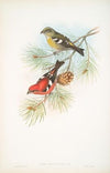 Loxia bifasciata. White-winged Crossbill. (1862-1873)
