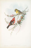 Loxia leucoptera. American White-winged Crossbill. (1862-1873)