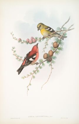 Loxia leucoptera. American White-winged Crossbill. (1862-1873)