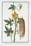 Luffa Arabum, semine albo. (Sponge gourd)