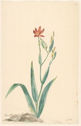Luipaardbloem in een landschap