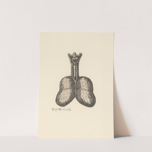 Lungs and trachea by Lucas Kilian