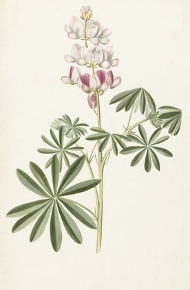 Lupine (1670 - 1715)