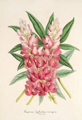 Lupinus insignis (hybridus)
