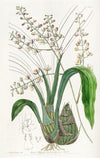 Lurid Eulophia