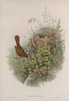 Luscinia philomela. Nightingale. (1862-1873)