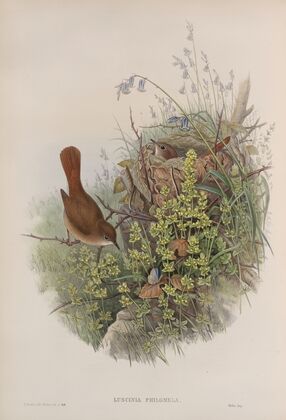Luscinia philomela. Nightingale. (1862-1873)