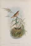 Lusciniopsis luscinioides. Savi’s Warbler. (1862-1873)