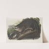 Lutra Canadensis, Canada Otter. Natural size. Male. (1845-1848) by John Woodhouse Audubon