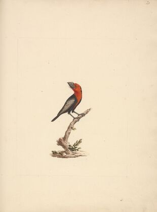 Lybius guifsobalito (Black-billed Barbet)