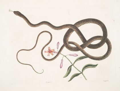 Lychnis &c.; Anguis flagelli formis,The Coach-whip Snake. — size preview