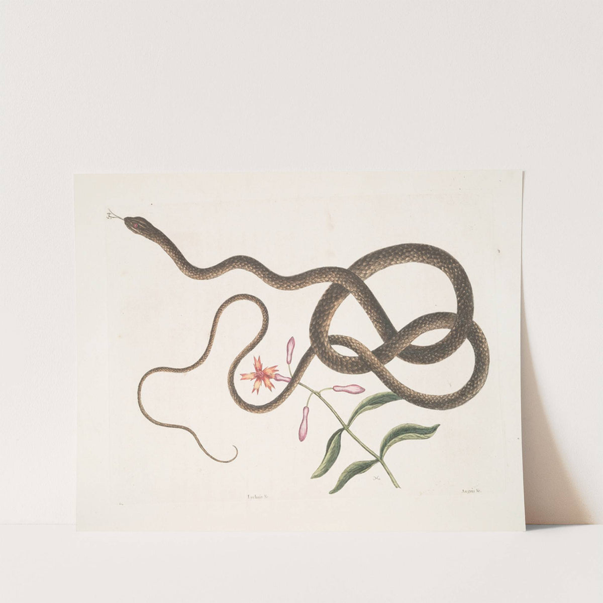 Lychnis &amp;c.; Anguis flagelli formis,The Coach-whip Snake. by Mark Catesby