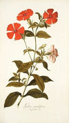 Lychnis grandiflora