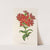 Lychnis Haagena by Charles Antoine Lemaire