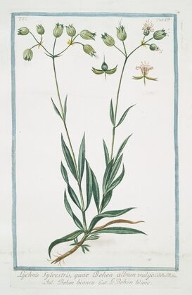 Lychnis sylvestris, quae Behen album vulgo – Behen bianco – Le Behen blanc