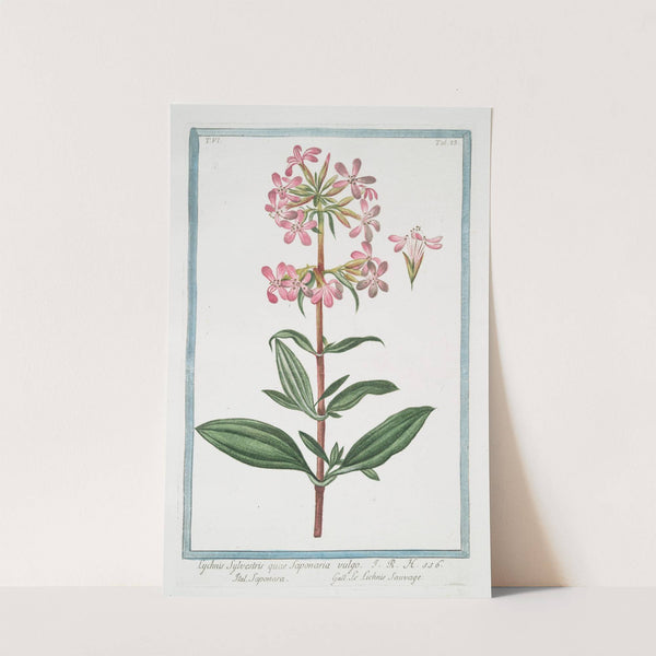 Lychnis sylvestris quae Saponaria vulgo - Saponara - Le Lichnis sauvage by Giorgio Bonelli