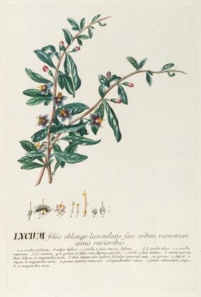 Lycium