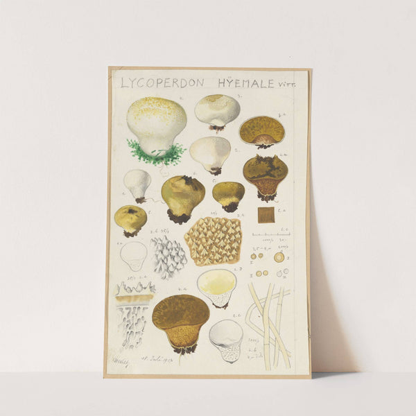 Lycoperdon hyemale (1915-1945) by Hans Walty