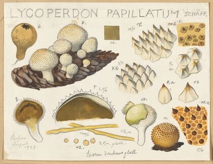 Lycoperdon papillatum (1915-1945)