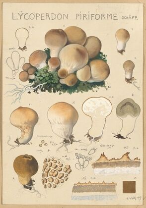 Lycoperdon piriforme (1915-1945)