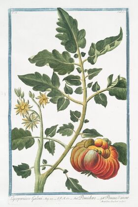 Lycopersicon Galeni – Pomidoro + Pomme d’ammour. (Tomato)