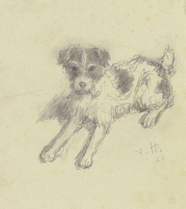 Lying terrier