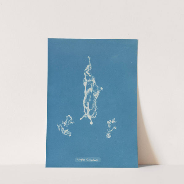 Lyngbya Carmichaelii (1843-1853) by Anna Atkins