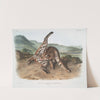 Lynx rufus, var. maculatus, Texan Lynx. (Female.) (1845-1848) by John Woodhouse Audubon