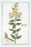 Lysimachia lutea major, quæ Discoridis, foliis ternis. (Loosestrife)