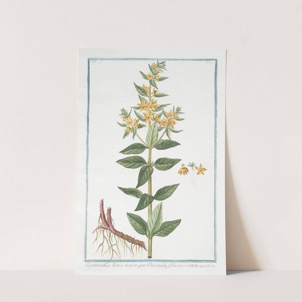 Lysimachia lutea major, quæ Discoridis, foliis ternis. (Loosestrife) by Giorgio Bonelli