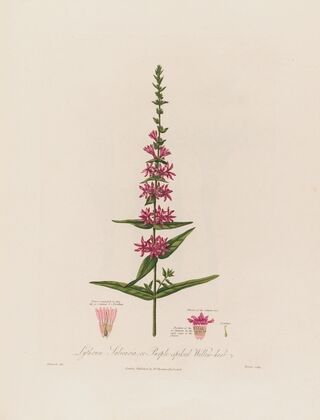 Lythrum Salicaria ; or Purple-spiked Willow-herb (1799–1810)