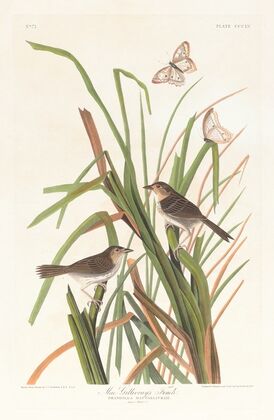 MacGillivray’s finch