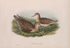 Machetes pugnax. Ruff and Reene in first-autumn plumage. (1862-1873)