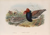 Machetes pugnax. Ruff (1862-1873)