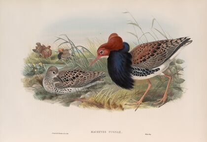 Machetes pugnax. Ruff (1862-1873)