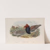 Machetes pugnax. Ruff (1862-1873) by John Gould