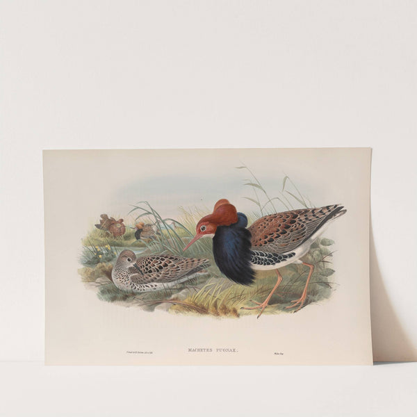 Machetes pugnax. Ruff (1862-1873) by John Gould