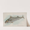 Mackerel (1889) by Allen &amp; Ginter