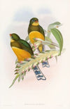 Macklot’s Trogon