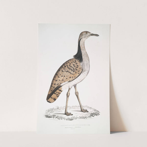 Macqueen&#039;s Bustard, Otis Macqueenii. Hamalaya Mountains by John Edward Gray