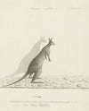Macropus sp. (Kangaroo)