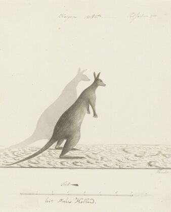 Macropus sp. (Kangaroo)